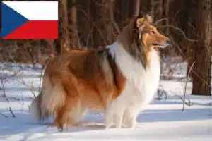 Přečtete si více ze článku Chovatelé kolií a štěňat v České republice