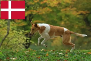 Přečtete si více ze článku Chovatelé kolií a štěňat v Dánsku