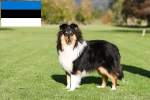 Přečtete si více ze článku Chovatelé kolií a štěňat v Estonsku
