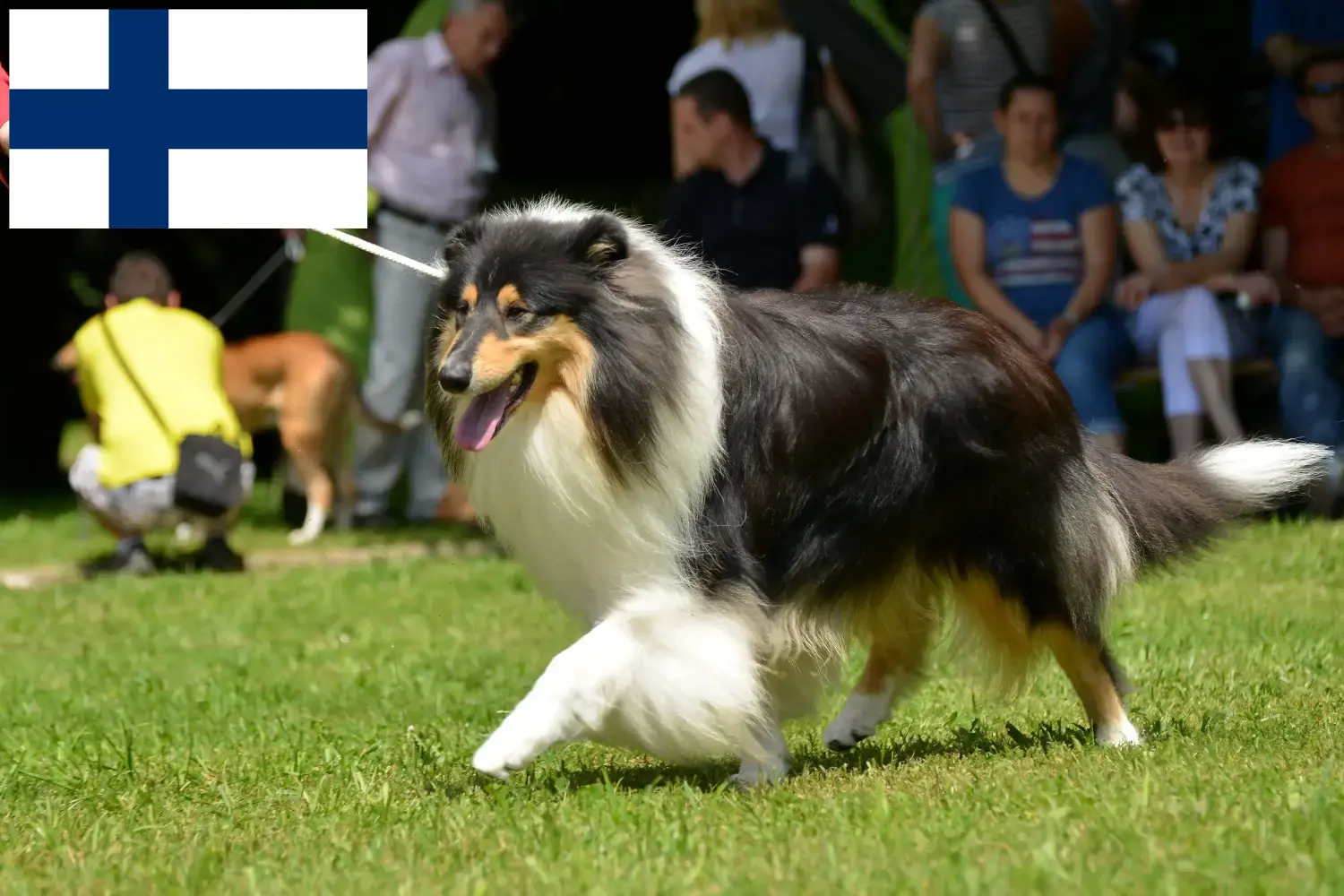 Přečtete si více ze článku Chovatelé kolií a štěňat ve Finsku