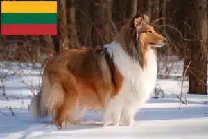 Přečtete si více ze článku Chovatelé kolií a štěňat v Litvě