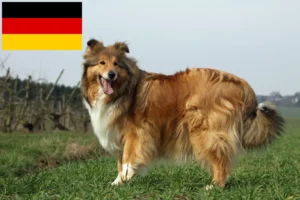 Přečtete si více ze článku Chovatelé kolií a štěňat v Německu