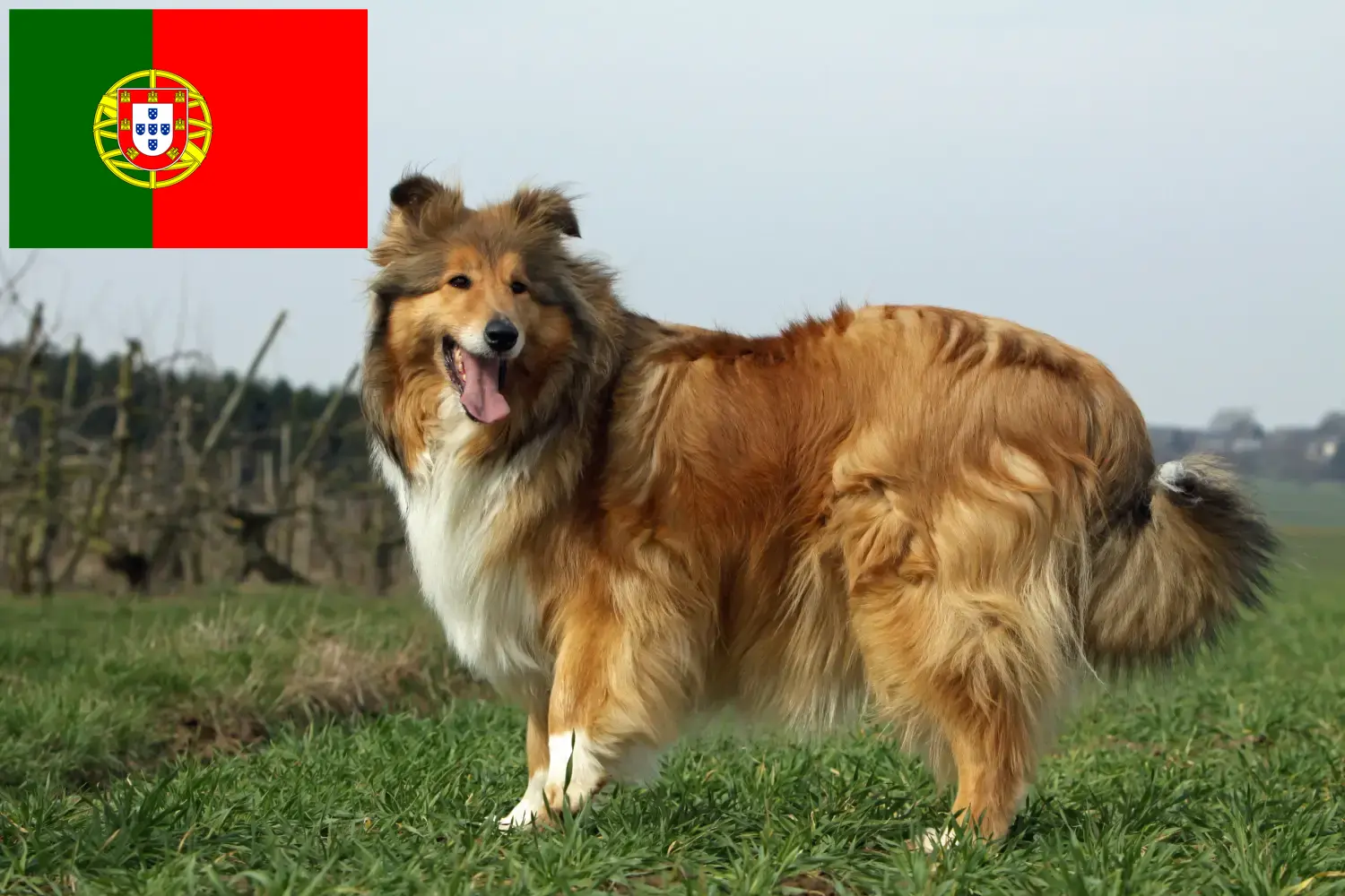 Přečtete si více ze článku Chovatelé kolií a štěňat v Portugalsku