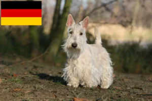 Přečtete si více ze článku Chovatelé skotských teriérů a štěňat v Německu