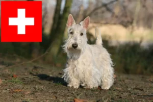 Přečtete si více ze článku Chovatelé skotských teriérů a štěňat ve Švýcarsku