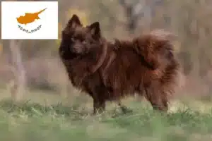Přečtete si více ze článku Chovatelé špiců a štěňat na Kypru
