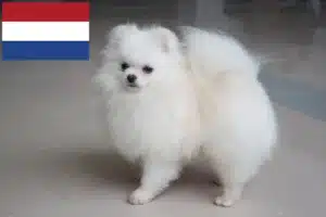 Přečtete si více ze článku Chovatelé špiců a štěňat v Nizozemsku