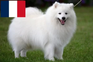 Přečtete si více ze článku Chovatelé špiců a štěňat na Réunionu