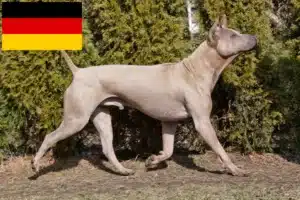 Přečtete si více ze článku Chovatelé thajských ridgebacků a štěňata v Německu