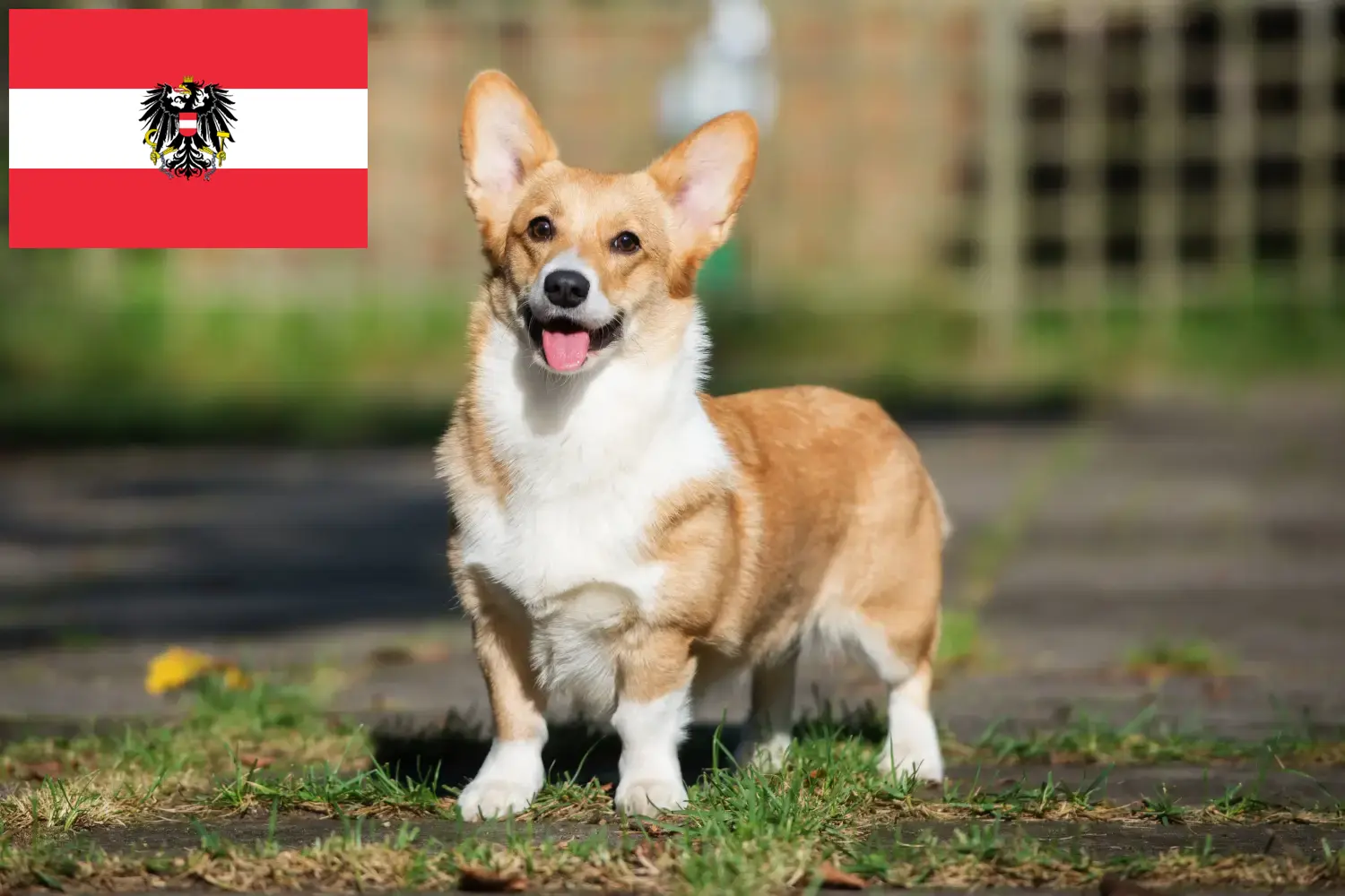 Štěňata a chovatelé velšských corgiů Rakousko Zde najdete chovatele velšských corgiů v Rakousku.