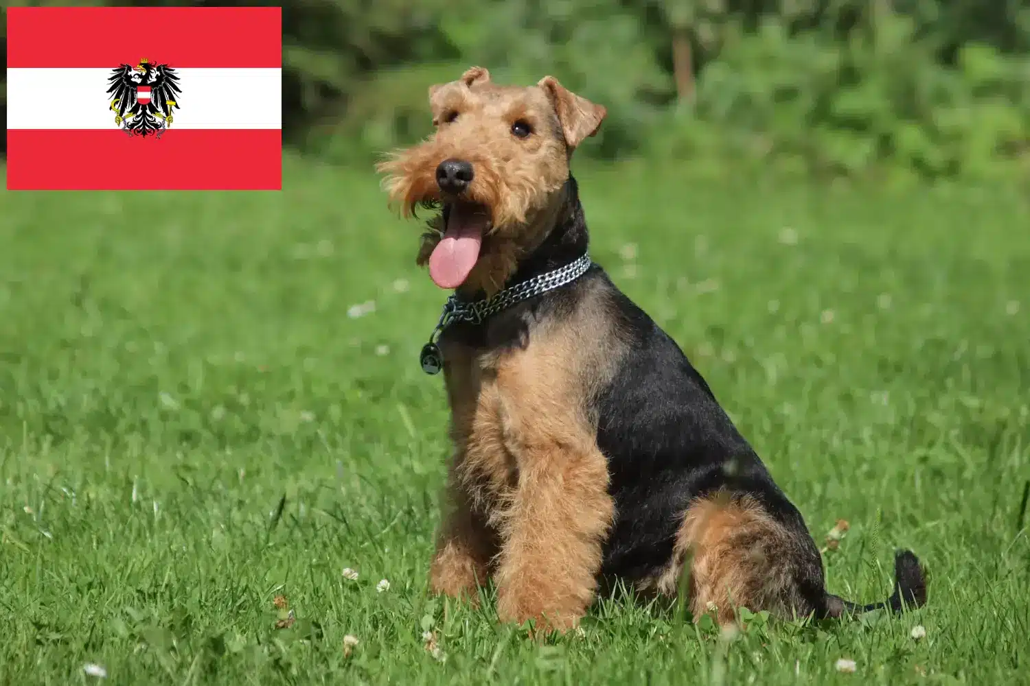 Štěňata a chovatelé velšteriérů Rakousko Zde najdete chovatele velšteriérů v Rakousku.