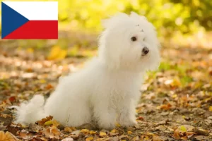 Přečtete si více ze článku Chovatelé boloňských psíků a štěňat v České republice