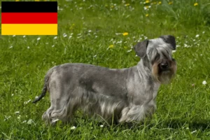 Přečtete si více ze článku Chovatelé českých teriérů a štěňata v Německu