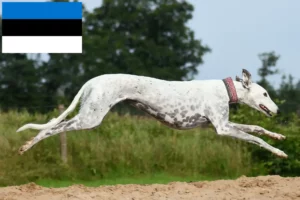 Přečtete si více ze článku Chovatelé chrtů a štěňat v Estonsku
