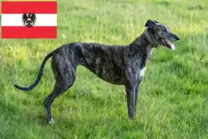Přečtete si více ze článku Chovatelé chrtů a štěňat v Rakousku