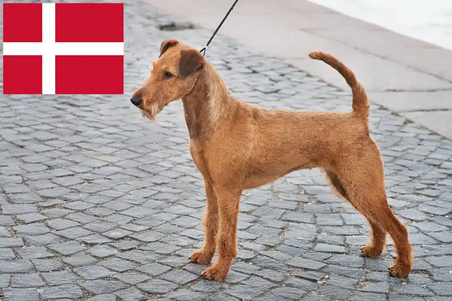 Štěňata a chovatelé irských teriérů Dánsko Zde najdete chovatele irských teriérů v Dánsku.