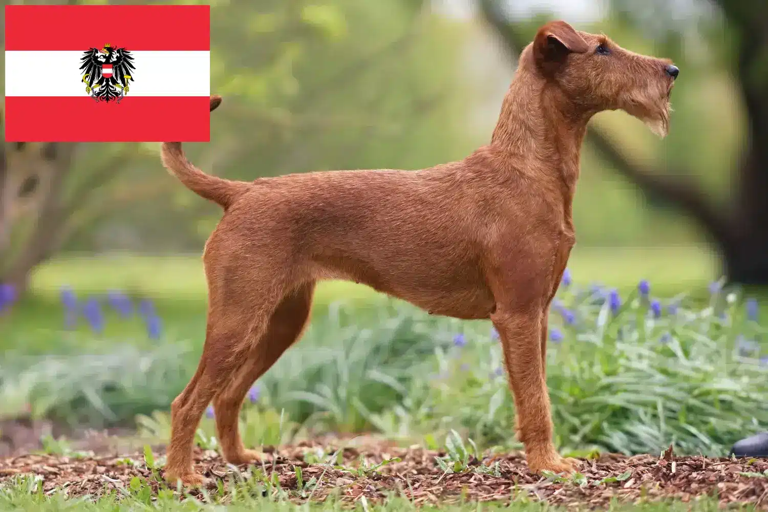 Štěňata irského teriéra a chovatelé Rakousko Zde najdete chovatele irských teriérů v Rakousku.