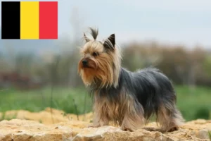 Přečtete si více ze článku Chovatelé jorkšírských teriérů a štěňat v Belgii