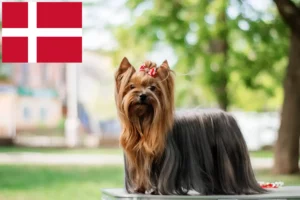 Přečtete si více ze článku Chovatelé jorkšírských teriérů a štěňat v Dánsku