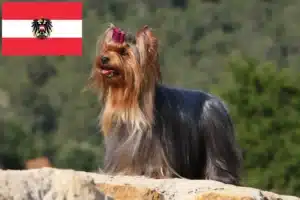 Přečtete si více ze článku Chovatelé jorkšírských teriérů a štěňat v Rakousku