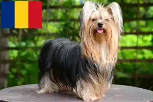 Přečtete si více ze článku Chovatelé jorkšírských teriérů a štěňat v Rumunsku