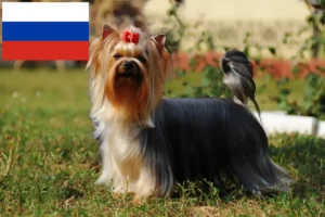 Přečtete si více ze článku Chovatelé jorkšírských teriérů a štěňat v Rusku