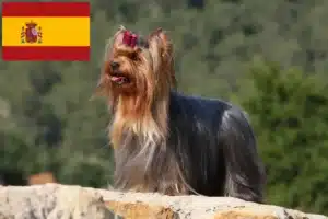 Přečtete si více ze článku Chovatelé jorkšírských teriérů a štěňat ve Španělsku