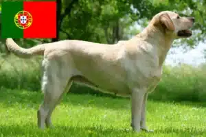 Přečtete si více ze článku Chovatelé labradorů a štěňat v Portugalsku