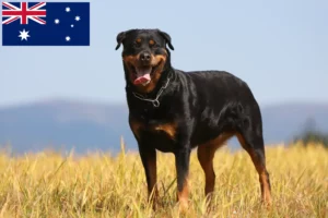 Přečtete si více ze článku Chovatelé rotvajlerů a štěňat v Austrálii