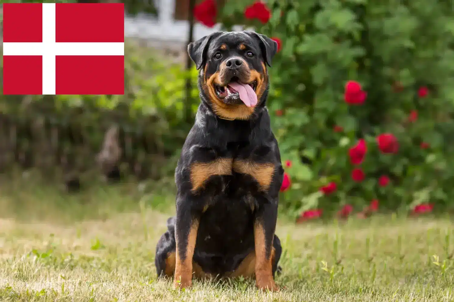 Štěňata rotvajlerů a chovatelé Dánsko Zde najdete chovatele rotvajlerů v Dánsku.