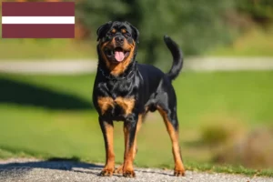 Přečtete si více ze článku Chovatelé rotvajlerů a štěňat v Lotyšsku