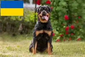 Přečtete si více ze článku Chovatelé rotvajlerů a štěňat na Ukrajině