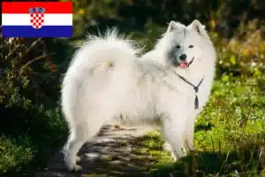 Přečtete si více ze článku Chovatelé samojedů a štěňata v Chorvatsku