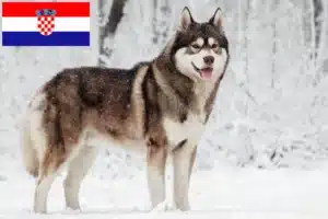 Přečtete si více ze článku Chovatelé huskyho a štěňata v Chorvatsku