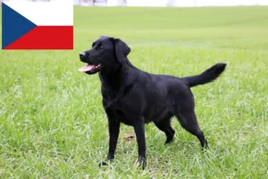 Přečtete si více ze článku Chovatelé labradorů a štěňat v České republice