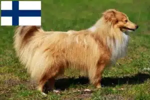 Přečtete si více ze článku Chovatelé sheltie a štěňata ve Finsku