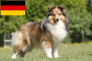 Přečtete si více ze článku Chovatelé sheltie a štěňata v Německu