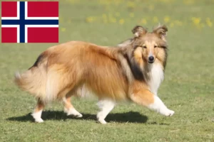 Přečtete si více ze článku Chovatelé sheltie a štěňata v Norsku