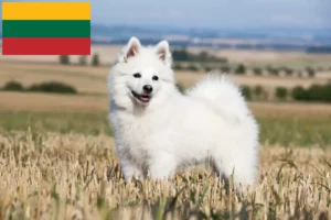 Přečtete si více ze článku Chovatelé špiců a štěňat v Litvě