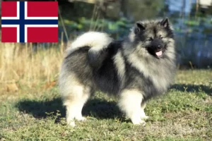 Přečtete si více ze článku Chovatelé špiců a štěňat v Norsku
