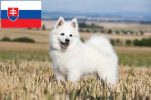 Přečtete si více ze článku Chovatelé špiců a štěňat na Slovensku