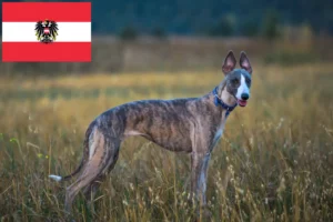 Přečtete si více ze článku Chovatelé vipetů a štěňata v Rakousku