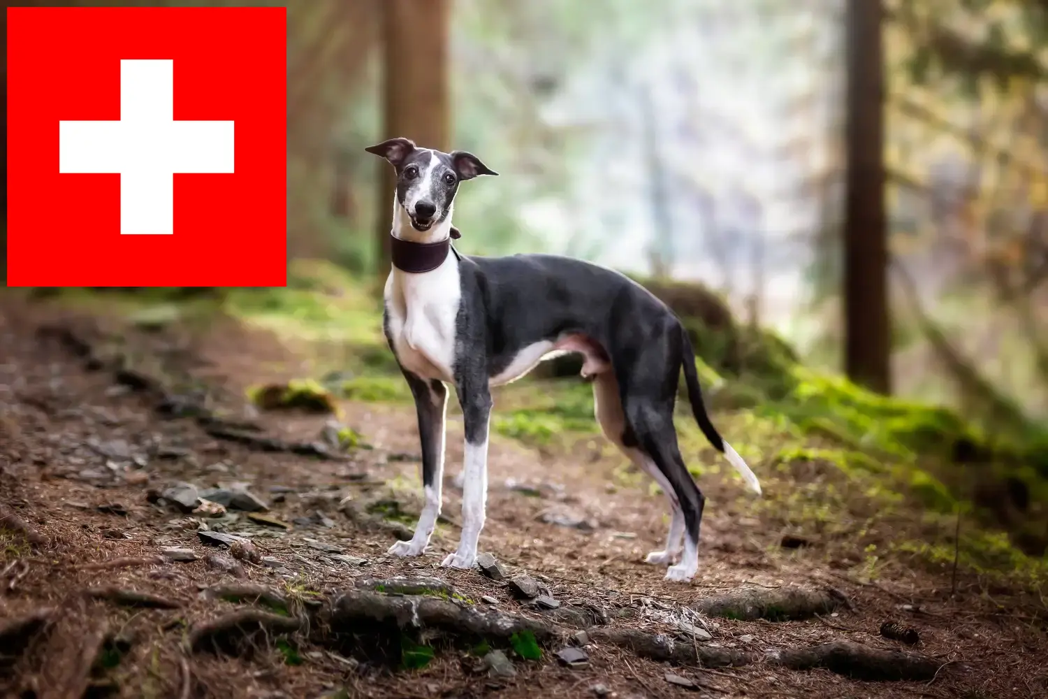 Štěňata vipetů a chovatelé Švýcarsko Zde najdete chovatele vipetů ve Švýcarsku.