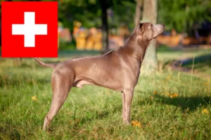 Přečtete si více ze článku Chovatelé thajských ridgebacků a štěňata ve Švýcarsku