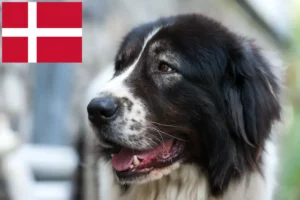 Přečtete si více ze článku Ciobănesc Românesc de Bucovina Chovatel a štěňata v Dánsku