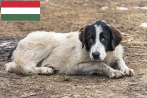 Přečtete si více ze článku Ciobănesc Românesc de Bucovina chovatelé a štěňata v Maďarsku