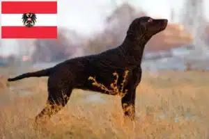 Přečtete si více ze článku Chovatelé a štěňata Curly Coated Retrieverů v Rakousku