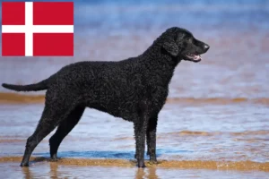 Přečtete si více ze článku Chovatelé a štěňata Curly Coated Retrieverů v Dánsku