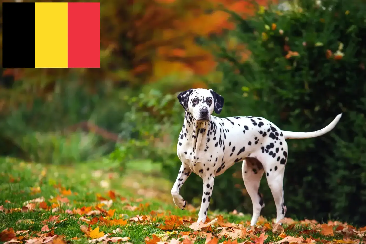 Přečtete si více ze článku Chovatelé dalmatinů a štěňat v Belgii