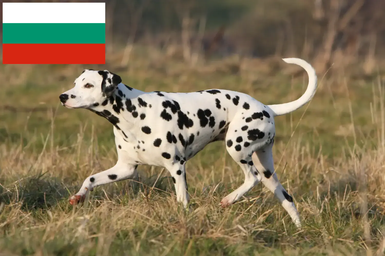 Přečtete si více ze článku Chovatelé dalmatinů a štěňat v Bulharsku